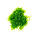 (image for) Live Plant Xmas Moss Ball