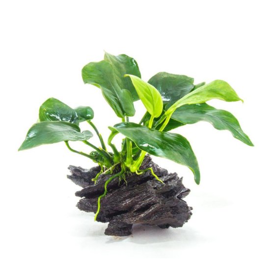 (image for) Pisces Live Plant Driftwood Assorted Anubia Small - Click Image to Close