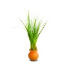 (image for) Pisces Live Plant Pots Terracotta 3cm Hairgrass