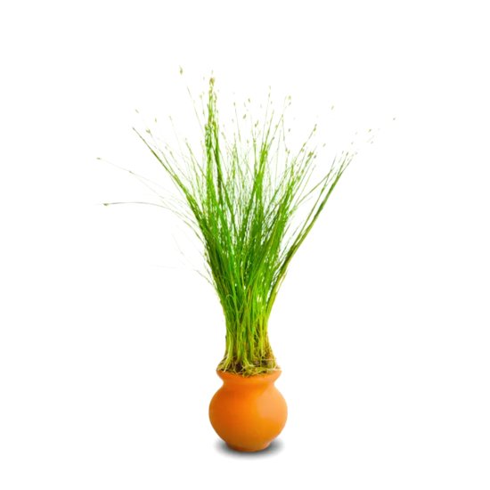 (image for) Pisces Live Plant Pots Terracotta 3cm Hairgrass - Click Image to Close