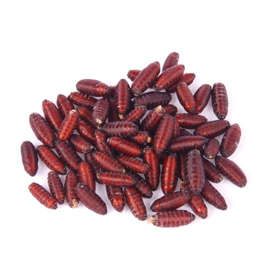 (image for) Pisces Live Fly Pupae 25g - Click Image to Close