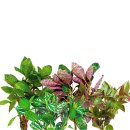 (image for) Pisces Live Plant Bunch Assorted Cold Water