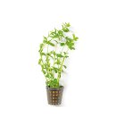 (image for) Pisces Live Plant Pots 5cm Baby Tears