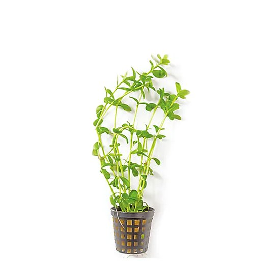 (image for) Pisces Live Plant Pots 5cm Baby Tears - Click Image to Close