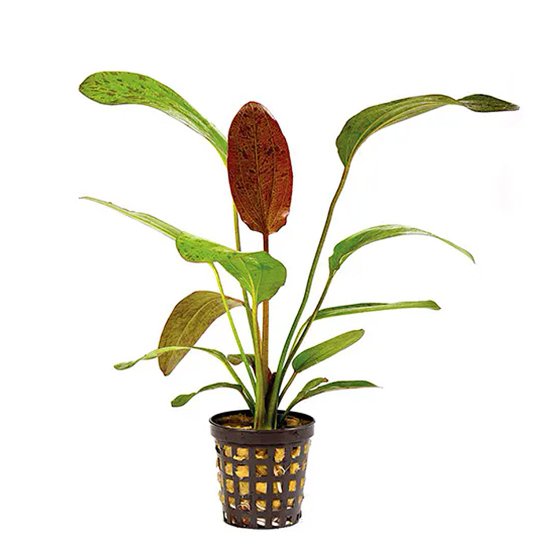 (image for) Pisces Live Plant Pots 5cm Red Devil - Click Image to Close