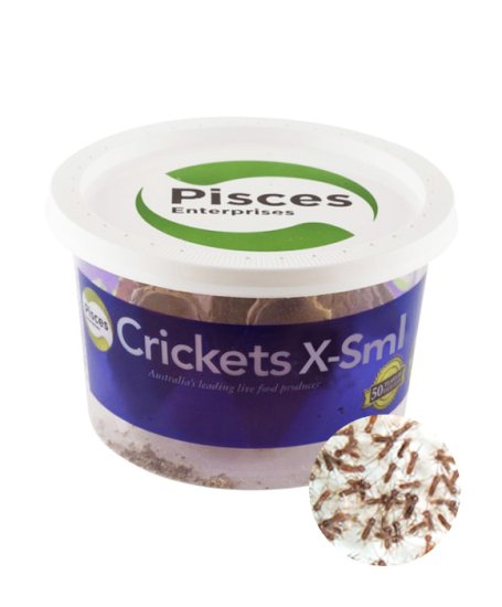 Caring for Live Crickets –
