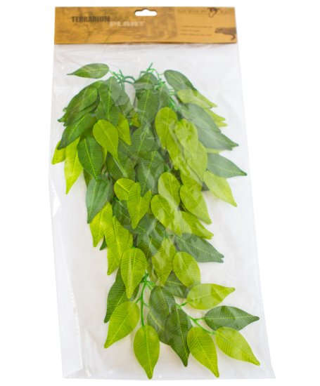 (image for) GYPR Terrarium Plant 20 inch Banyan - Click Image to Close